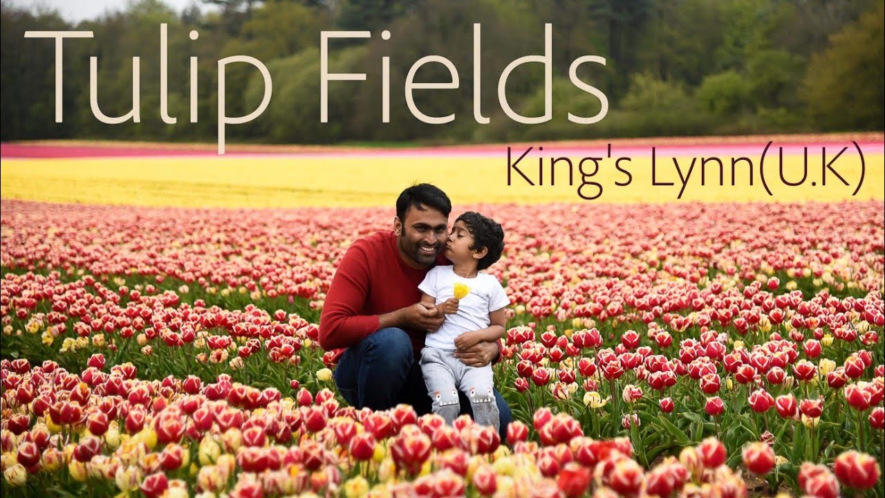 Tulip fields 2021| Norfolk| UK Telugu vlogs