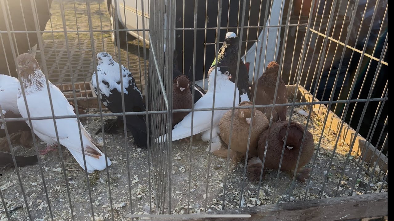 Rynek targ Wysokie Mazowieckie 15/03//2025 🕊🐓#shorts #pigeons #ptaki #króliki #kury #gołębie