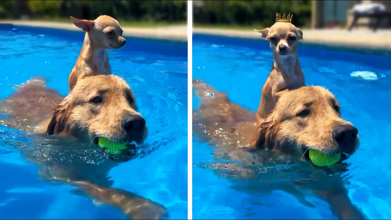 #22 Die besten Videos 2026 || ✪ Stern DuTube