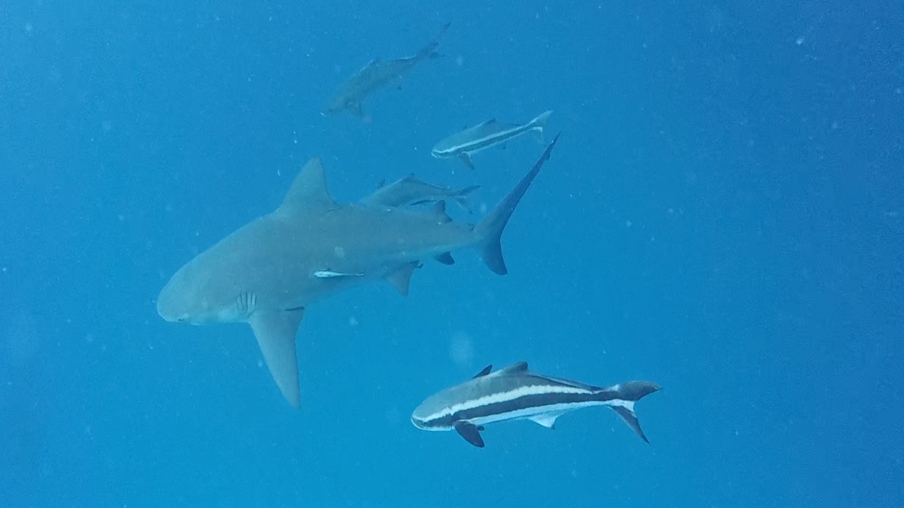 Diving with sharks again near Playa del Carmen, Mexico
