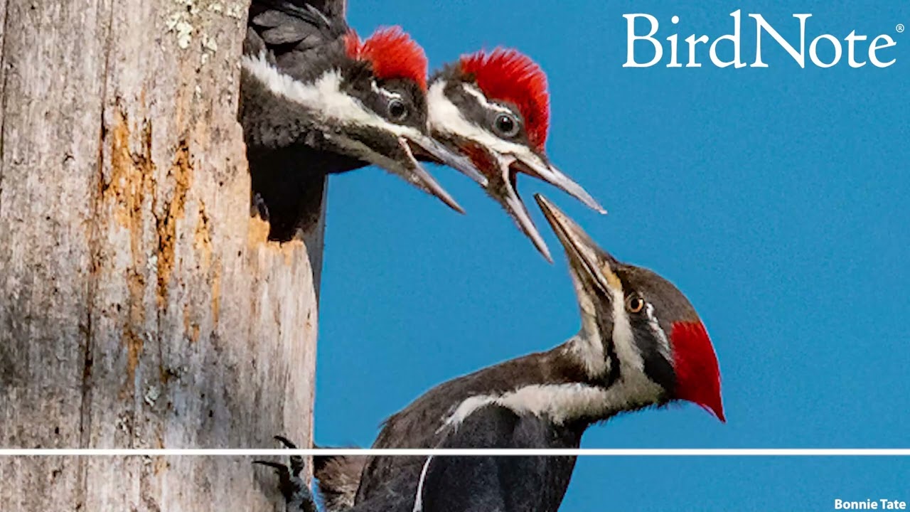 Sharing BirdNote with the Next Generation