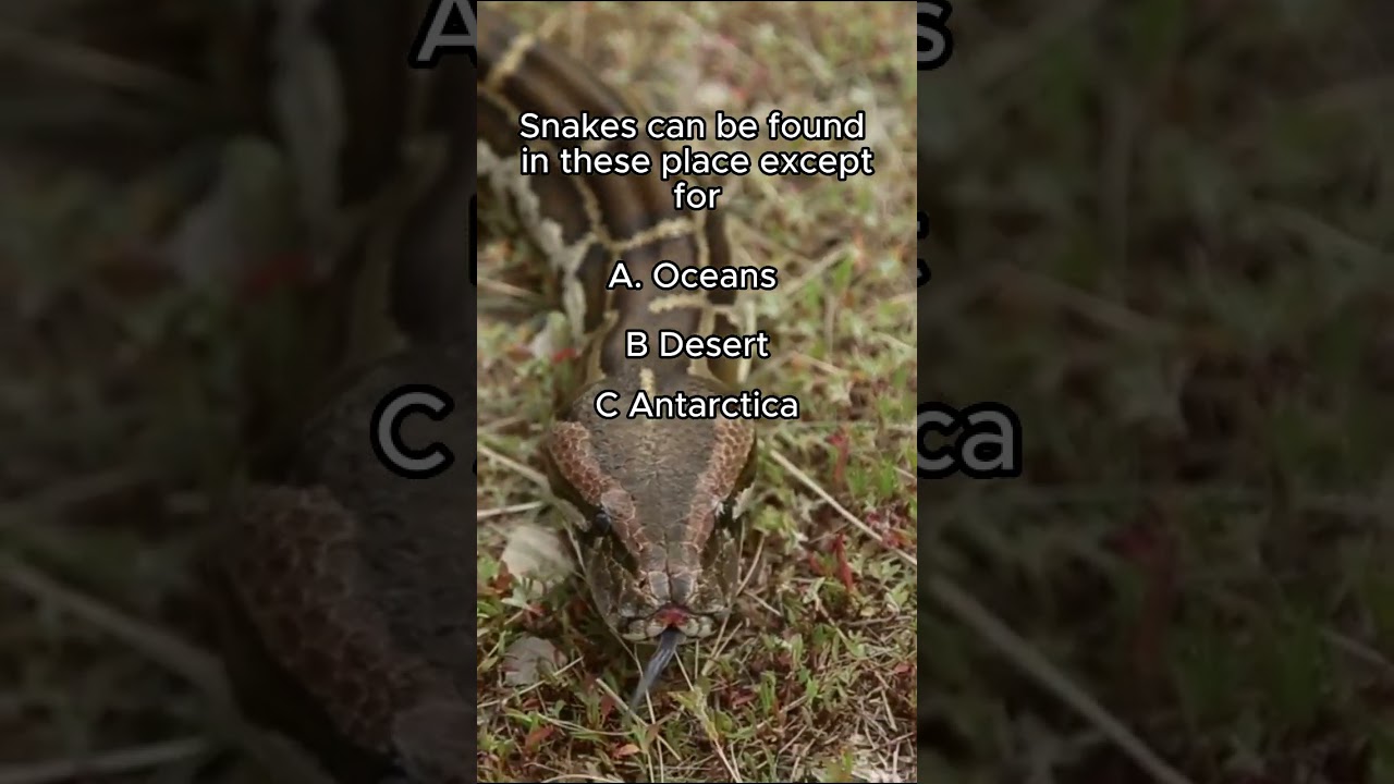QUIZ TIME! Snake facts! Like and subscribe for more!