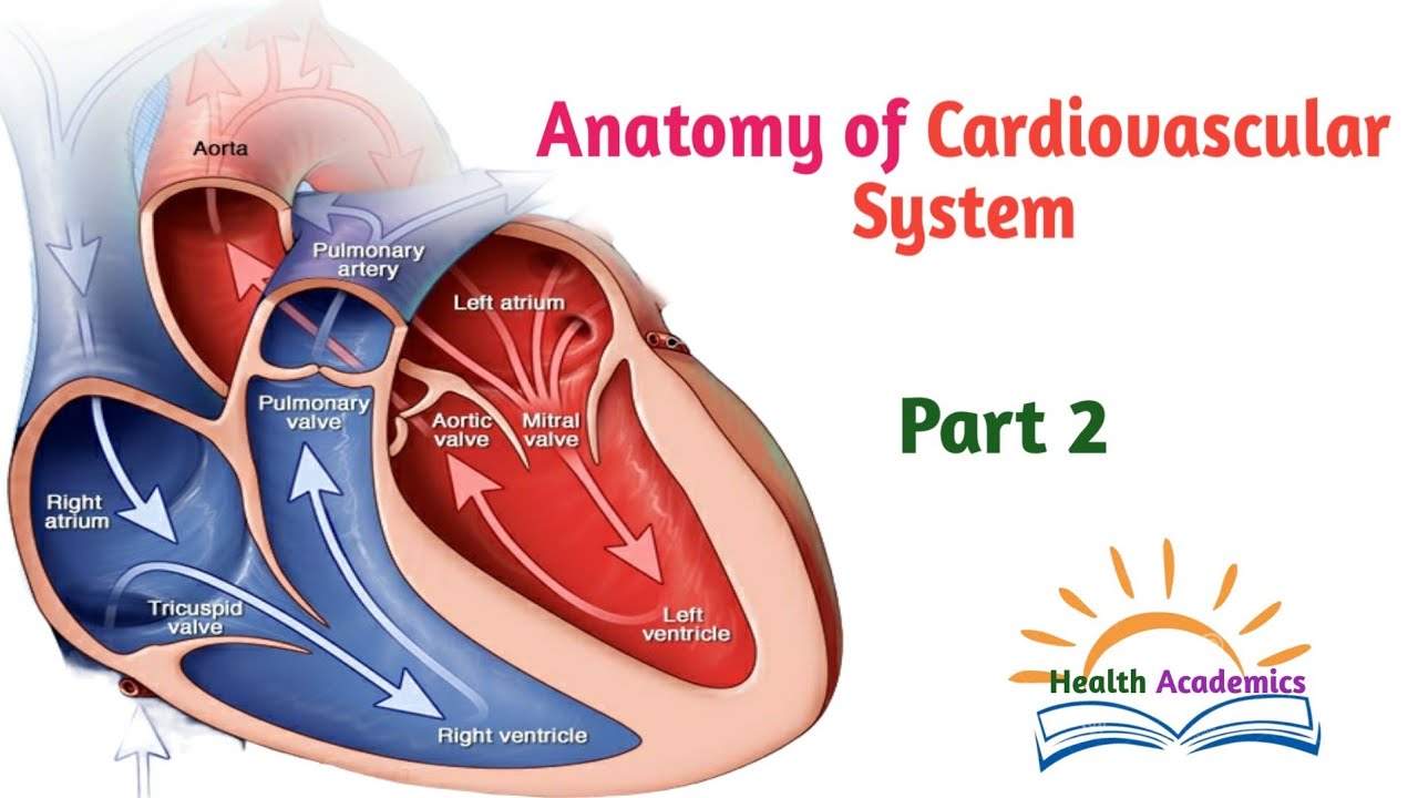 Anatomy of Cardiovascular System, Circulatory System, Part 2, Helpful Video with Amharic Speech