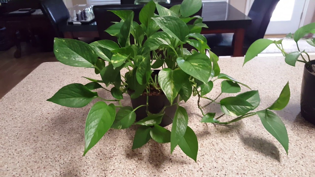 Easiest Beginner Plant | Donna Joshi