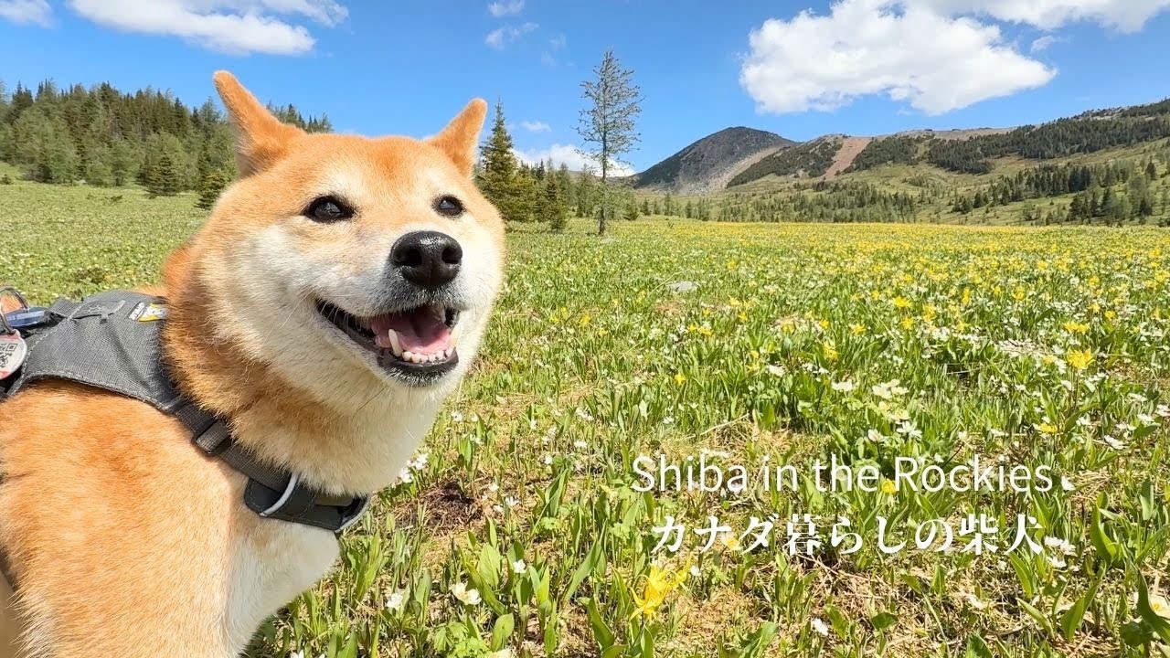 山を覆いつくすほどのお花畑に柴犬を連れていってみた結果がこちらです [4K]