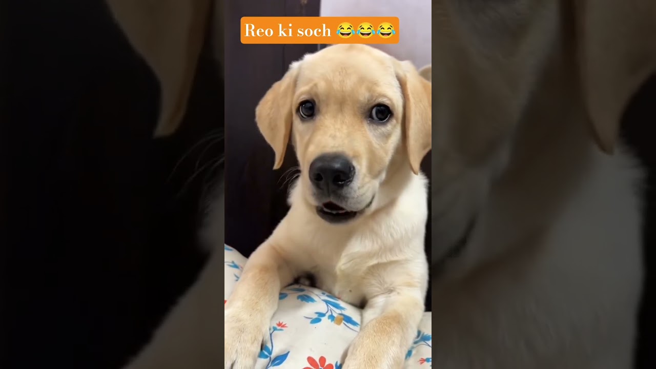 reo 😘 