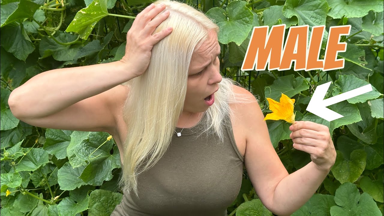 Blooms But No Fruit? Reasons Plants Produce Only Male Flowers & Easy Solutions