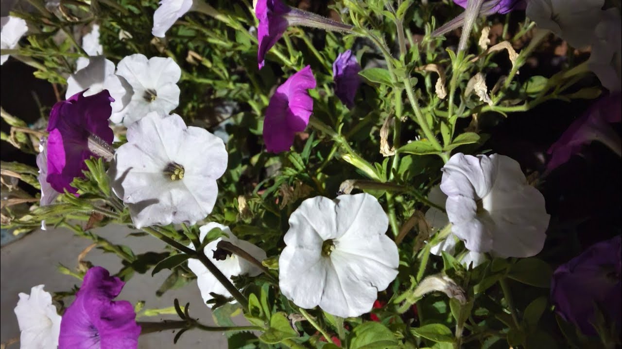 Deepti Gardening  is live!