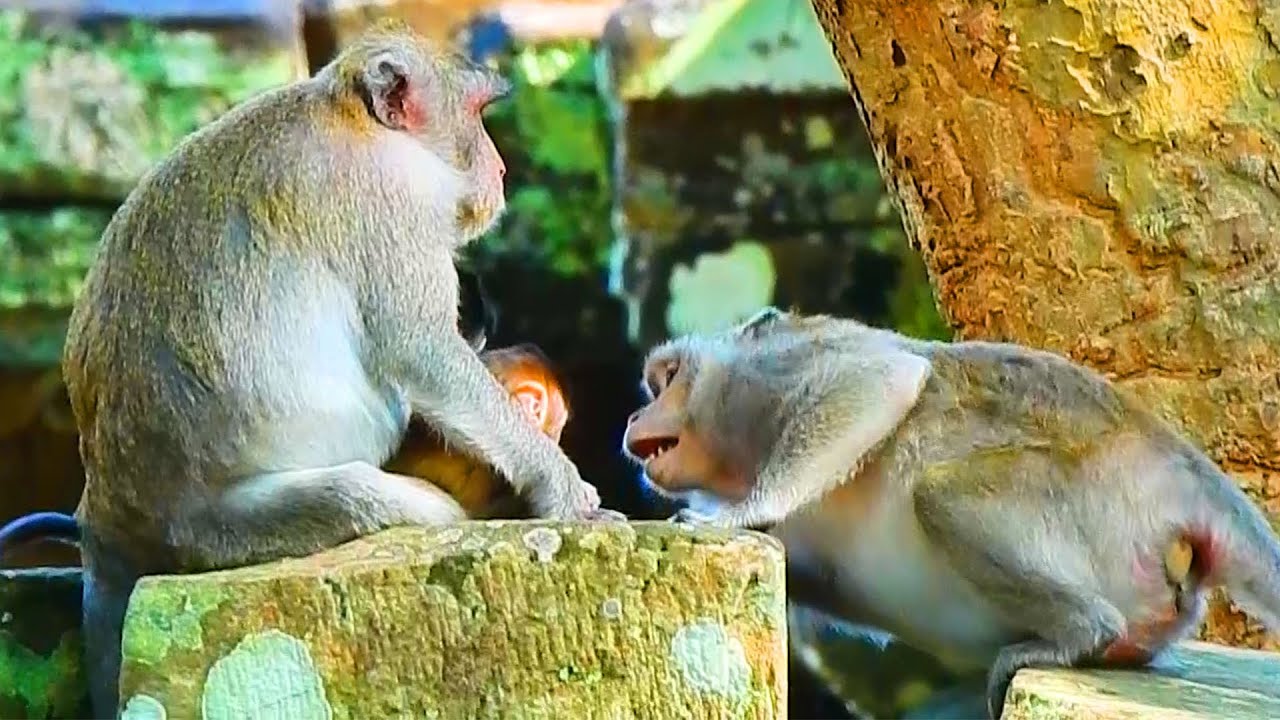 Wow! Duchess Monkey Very Likes Baby Jazzy Always Coming To Play With...Update Today!