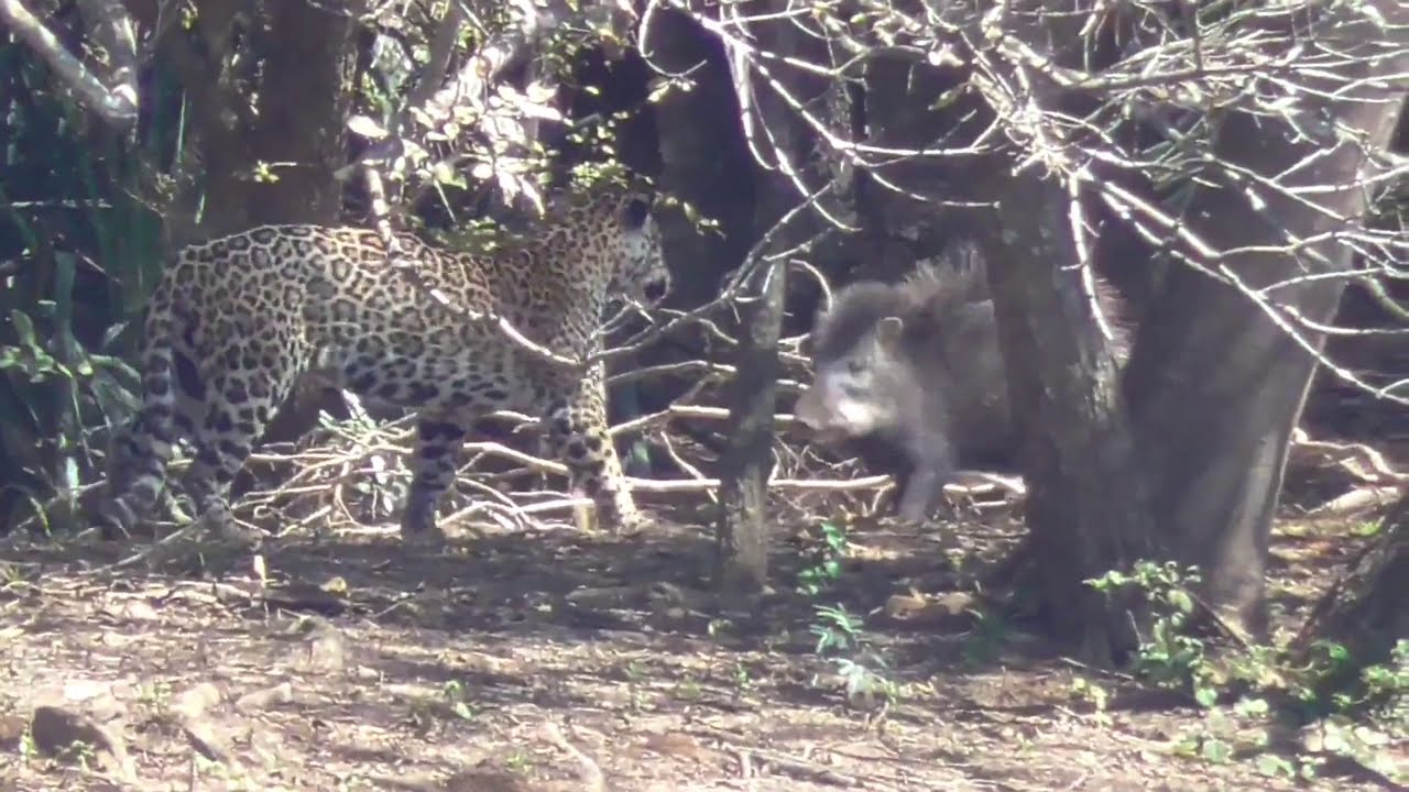 Jaguar hunting - Yaguaret&eacute; cazando #shorts #animals #jaguar