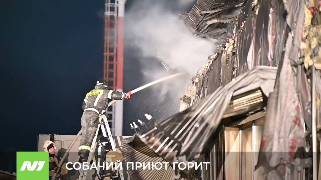 Пожар в собачьем приюте. Нижневартовск