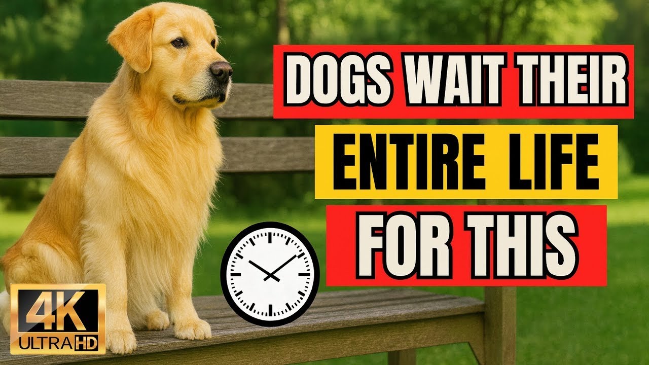 "5 Things Your Dog Has Been Waiting Their Whole Life For You To Do"