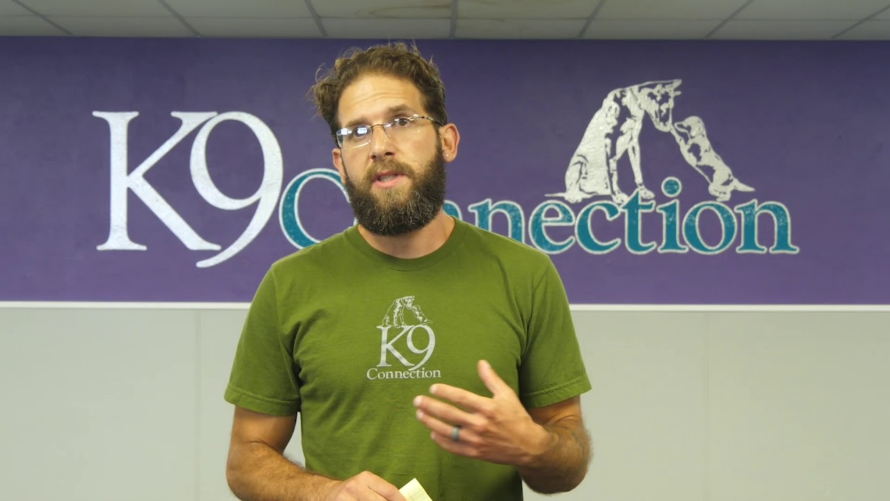 Dog Aggression assessment