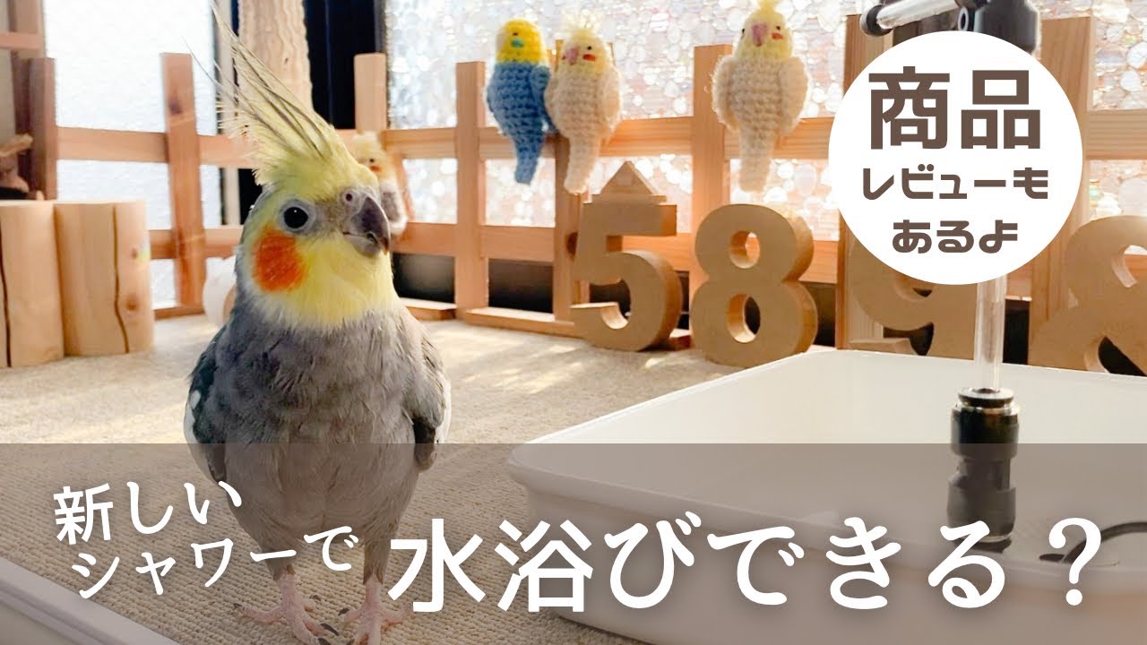 新しいシャワーで水浴びできる？水が苦手なオカメインコこはくさん/ミニシャワー商品レビュー