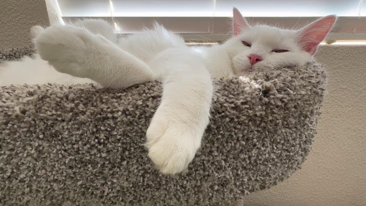 Max and Mini Adventures - Live! 😻😻