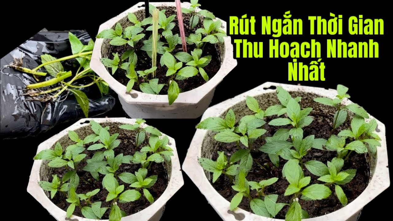 Mưa Bão Kéo Dài , Rau Lên Giá Như Lên Đồng / Đây Là Chiêu Trồng Rau Thu Hoạch Cấp Tốc / Gửi Đến Bạn 