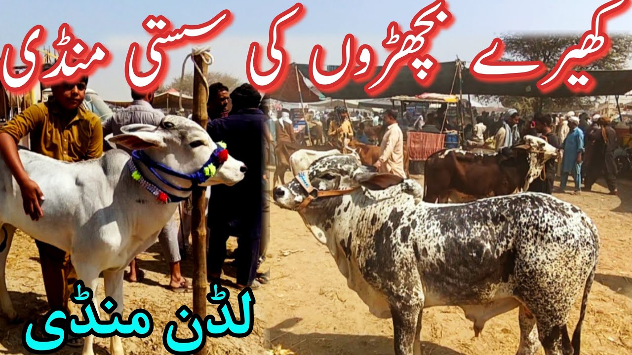 QURBANI 2026 KY KHERAY BACHRON KE RATES || Sahiwal Cholistani Dhanni Dajli Bachra
