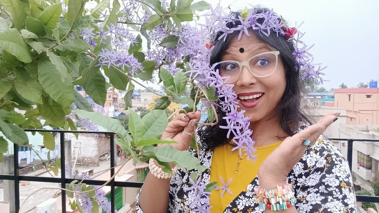 আমার ছাদ বাগানের নীল মনি লতা
