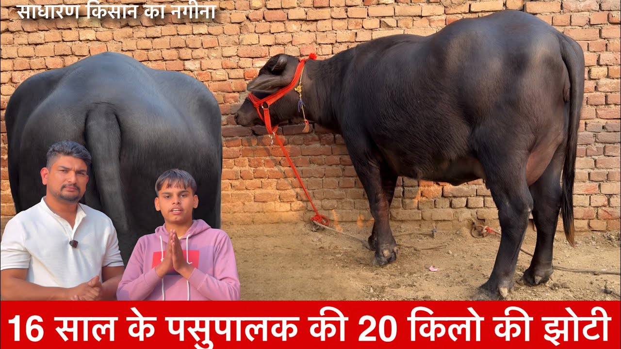 16 साल की उम्र में 20 किलो की झोटी की तैयार आम किसान की ख़ास झोटी  VPO DHANORI KTHAL ✅