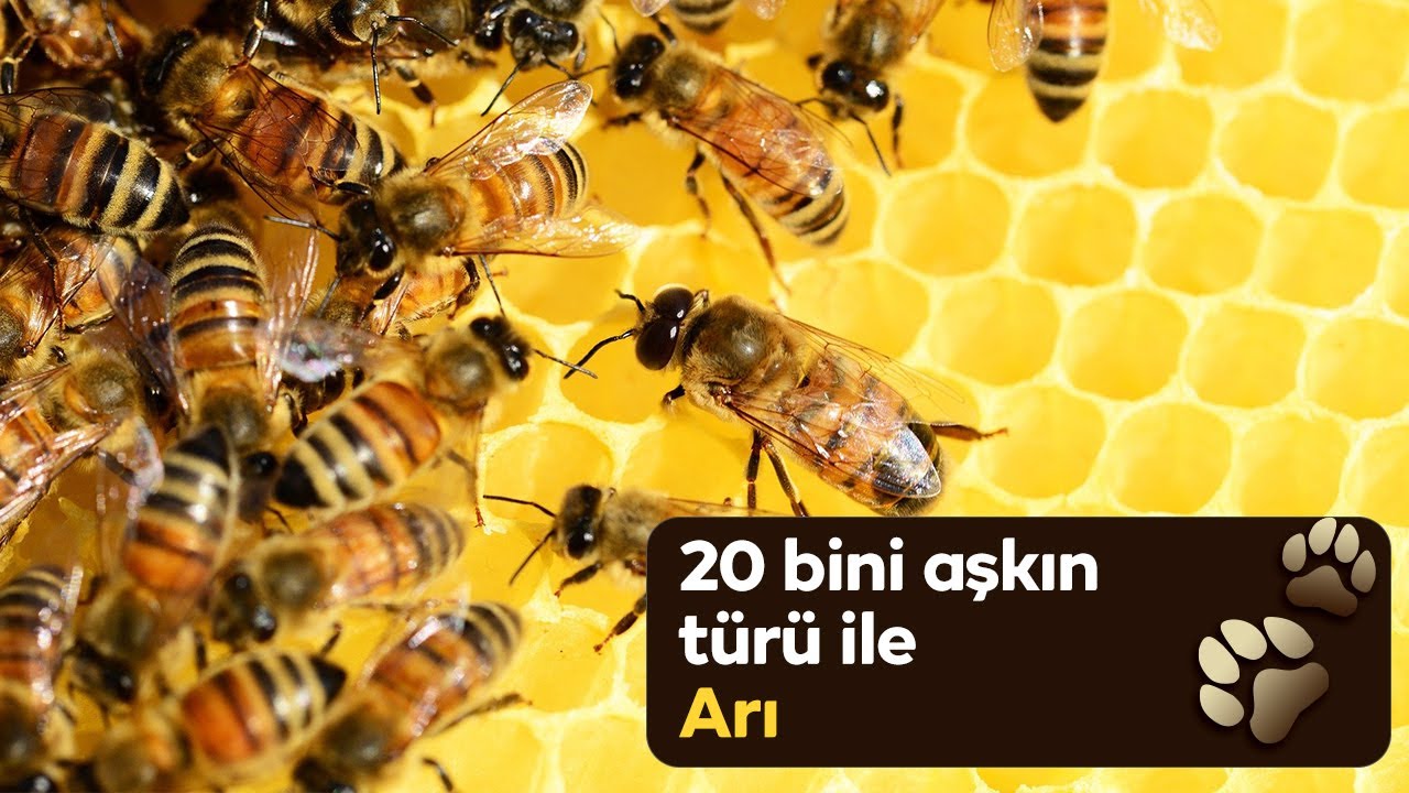 Bal yapan küçük zar kanatlı arkadaşımız “Arı”#arı#doğakaşifi#hayvanlaralemi