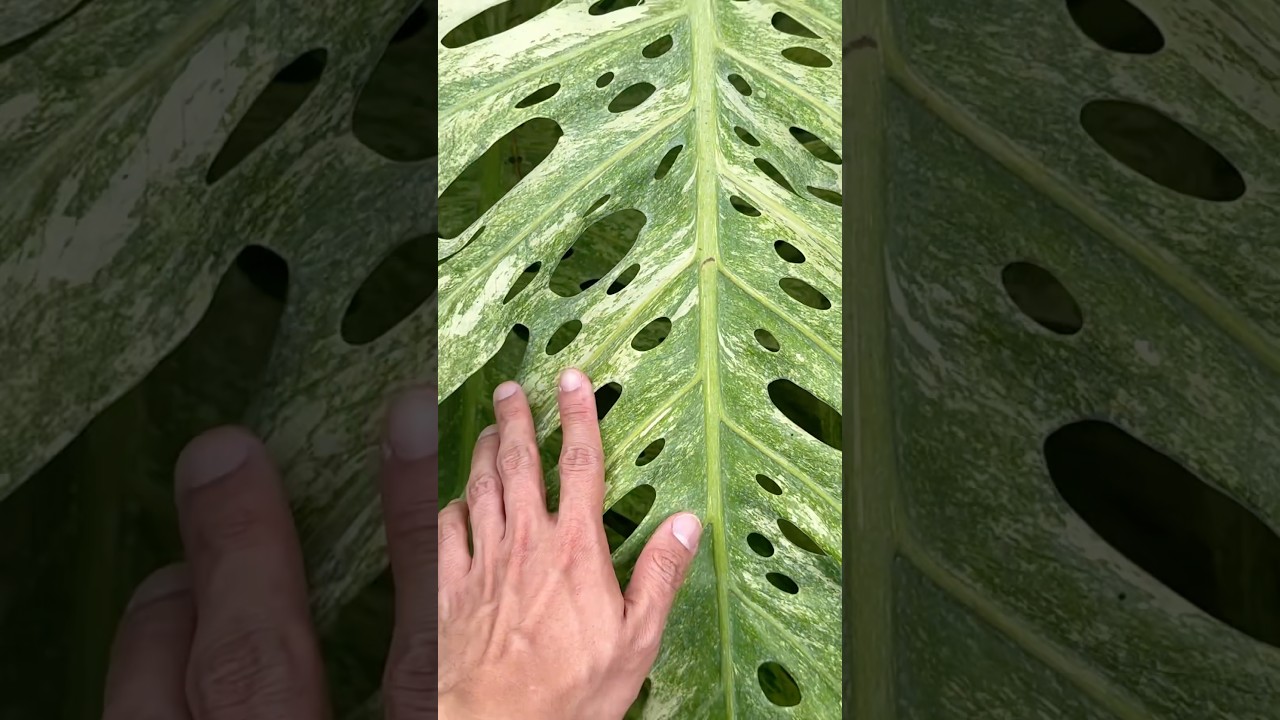 Unnamed Monstera Mint Variegated Large Form That Doesn&rsquo;t Burn! With Paul Marcellini