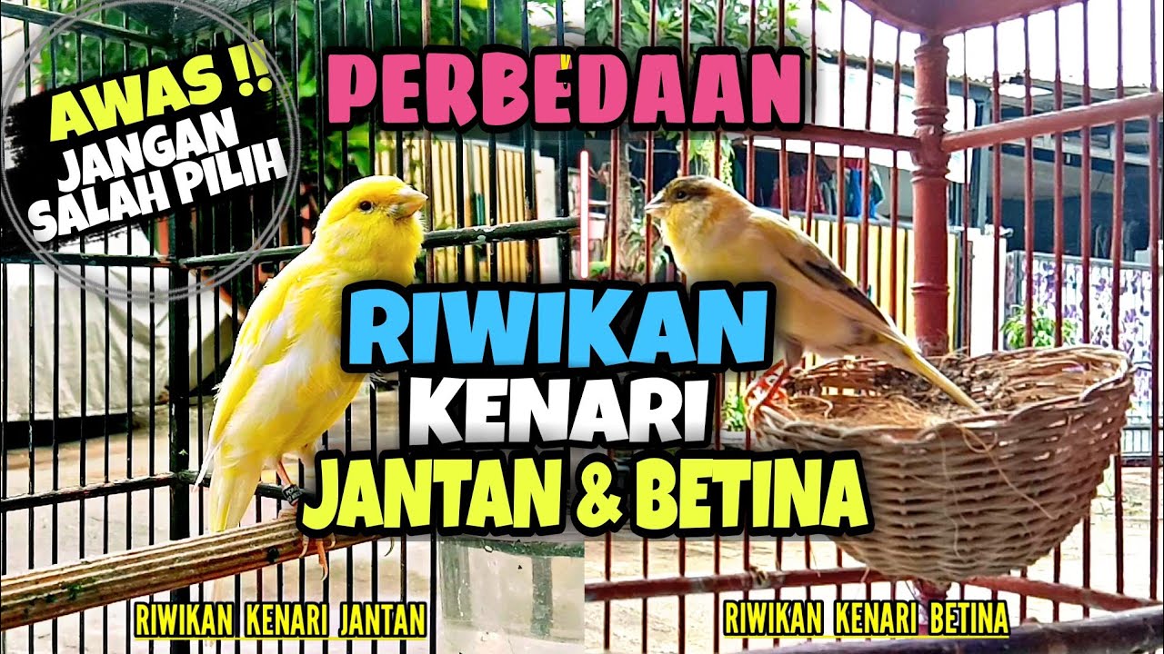 Perbedaan Suara Riwikan Kenari Jantan & Betina