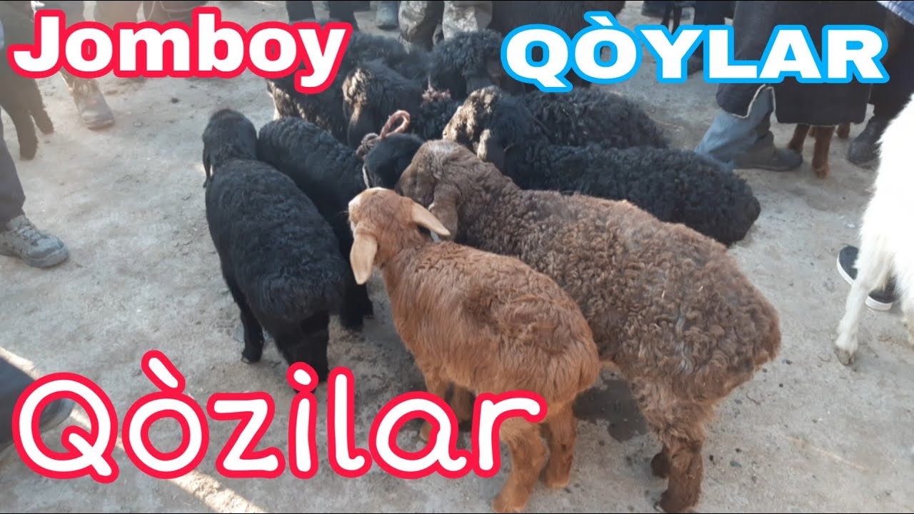 JURIYAT MOL BOZORI 2021.02.26 (Samarqand Jomboy)