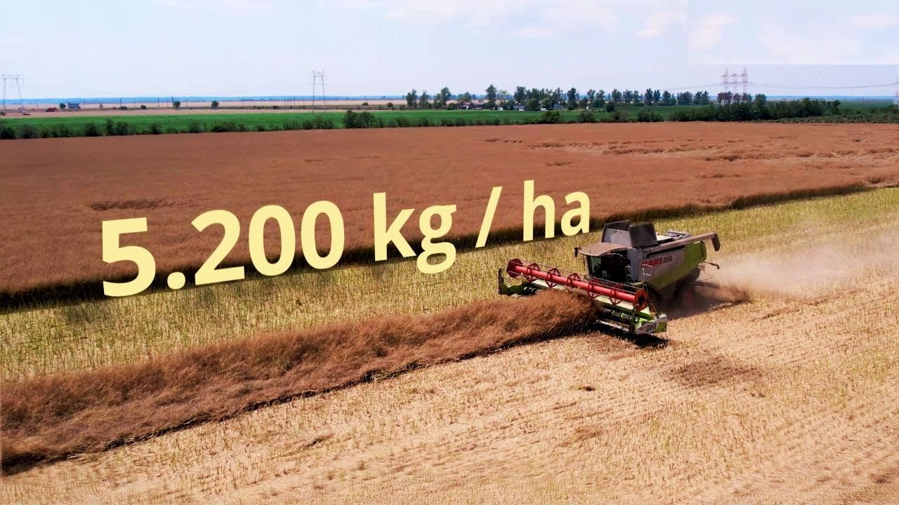 Producție de 5.200 kg / ha la rapiță realizată cu ajutorul semănătorii Czajkowski