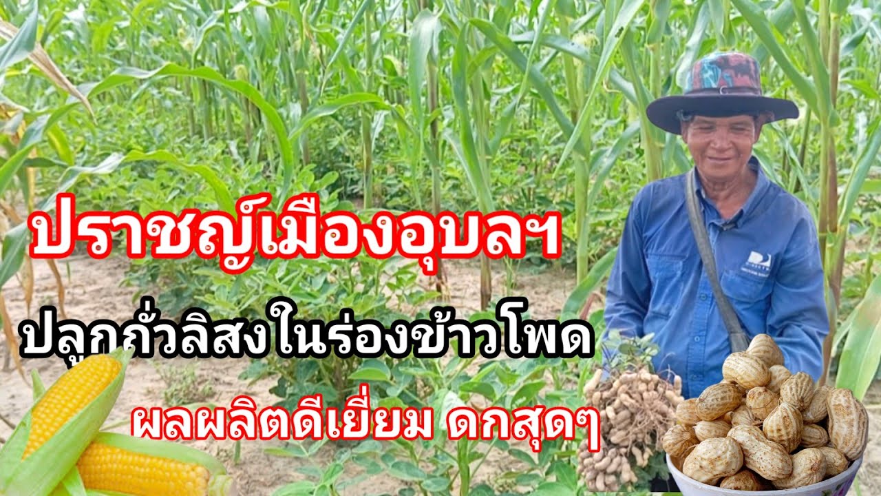 สุดยอดปราชญ์เมืองอุบลฯ ปลูกข้าวโพดสลับถั่วลิสง สร้างรายได้2ทาง ผลผลิตดีเยี่ยม พืชเกื้อกูลกัน