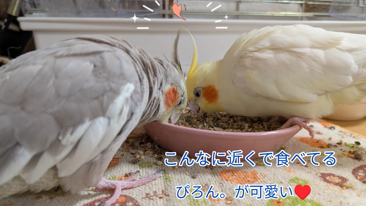 ひ鳥ひ鳥違って面白い  ♯オカメインコ
