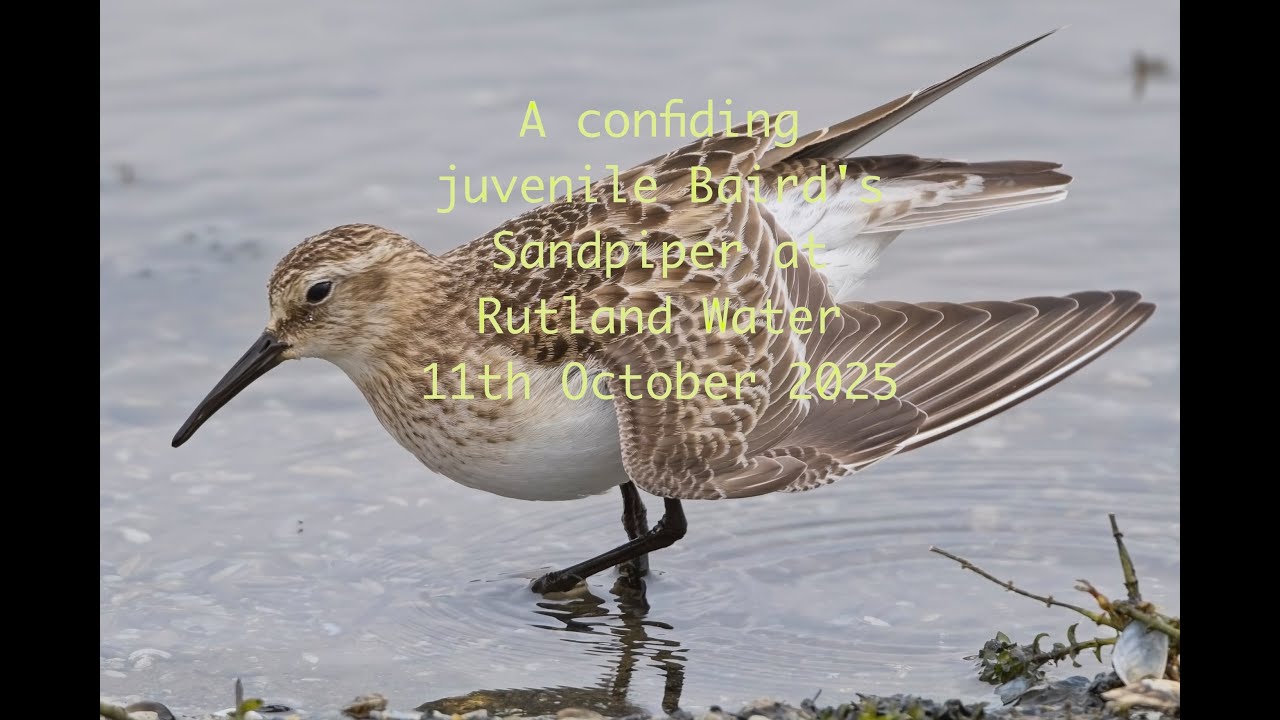 Juvenile Baird's Sandpiper at Rutland Water