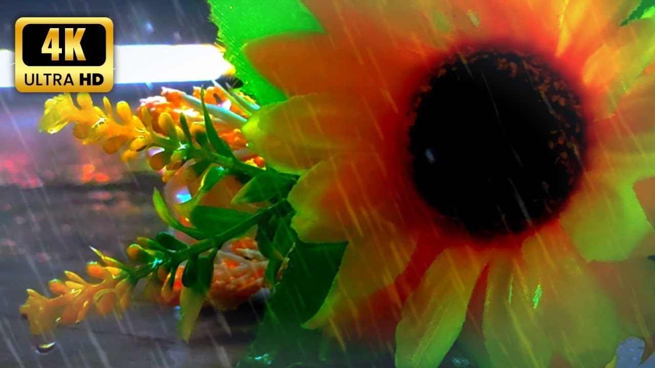 4 K | ASMR Visual: Rain & Sunflowers &mdash; Perfect for Relaxation & Meditation
