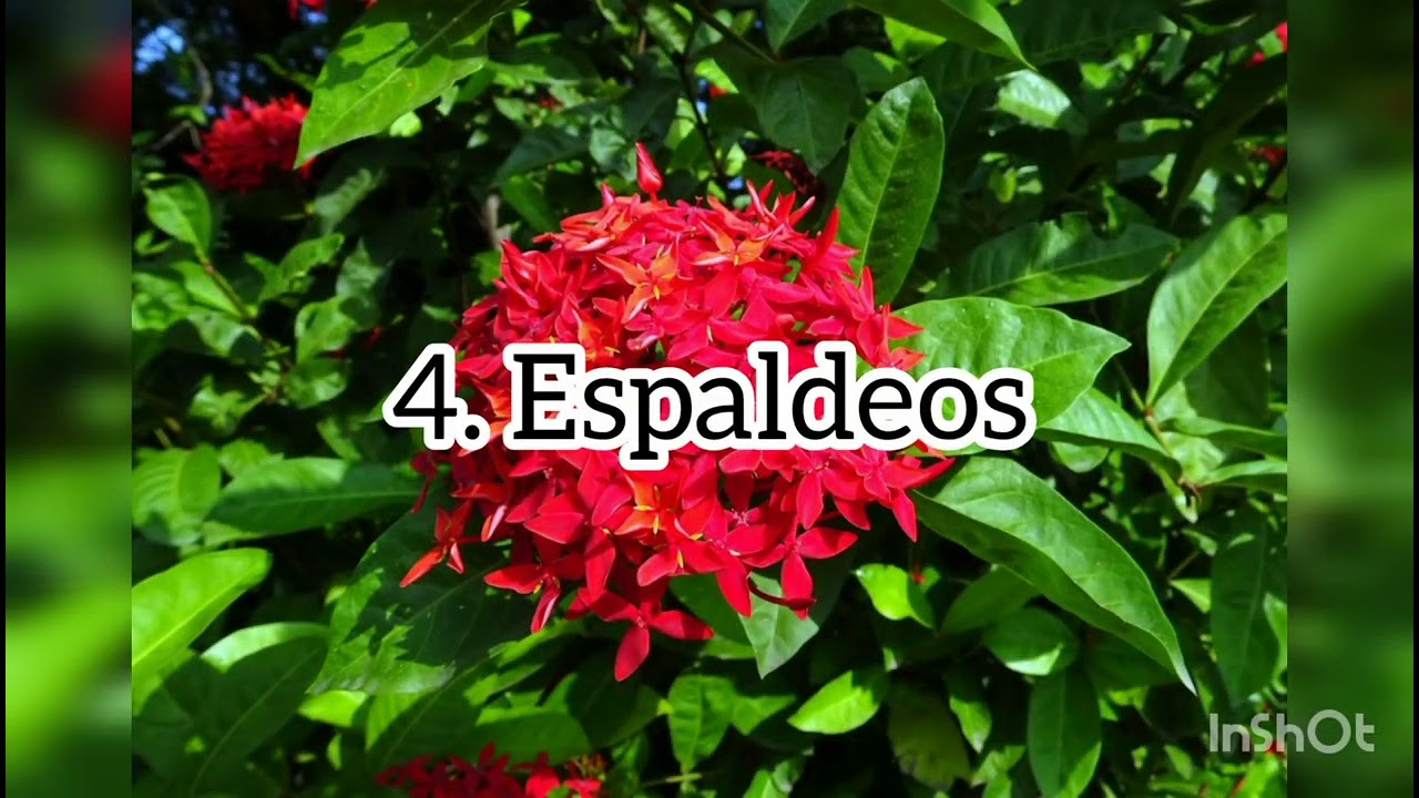 Pasos basicos de la Tambora