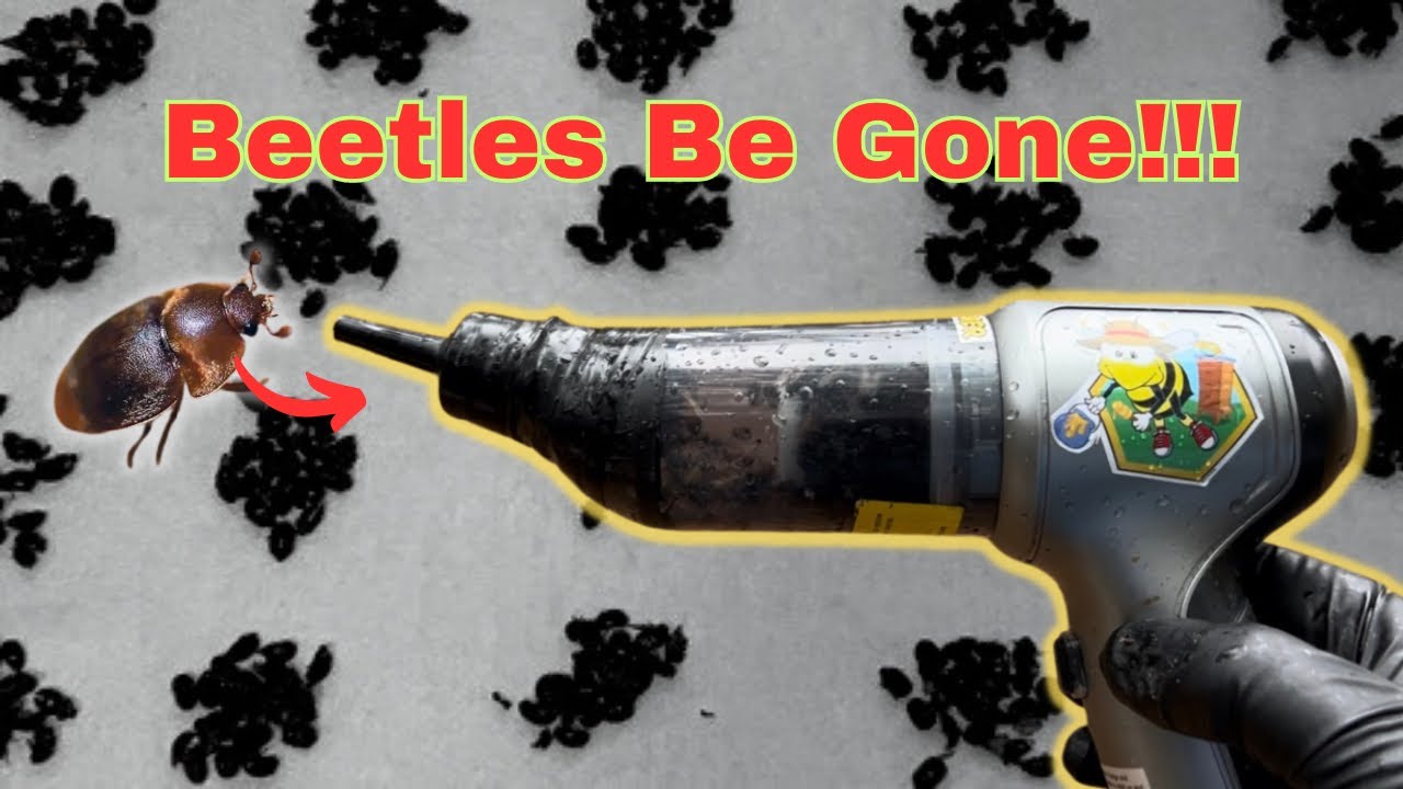 Beekeeper vs Winter Hive Beetles? The War Continues!!!