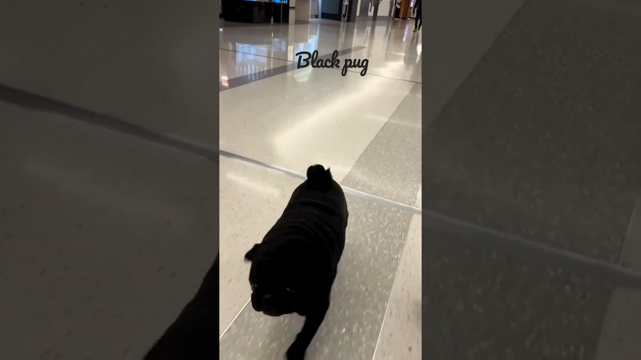 Black pug airport ✈️