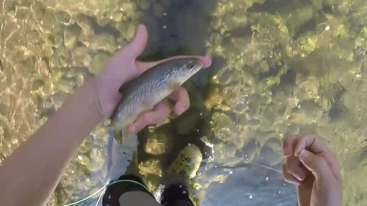 pesca a mosca in fersina