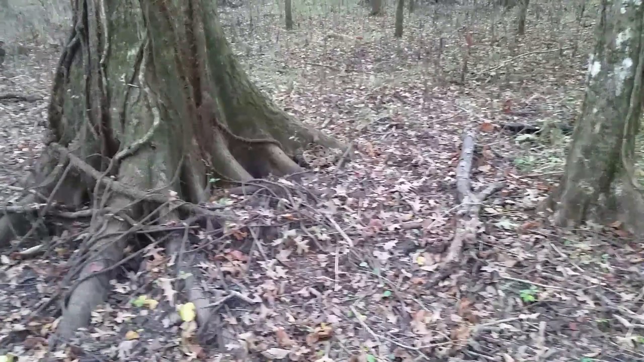 Rattlesnake vs 22 magnum rat shot