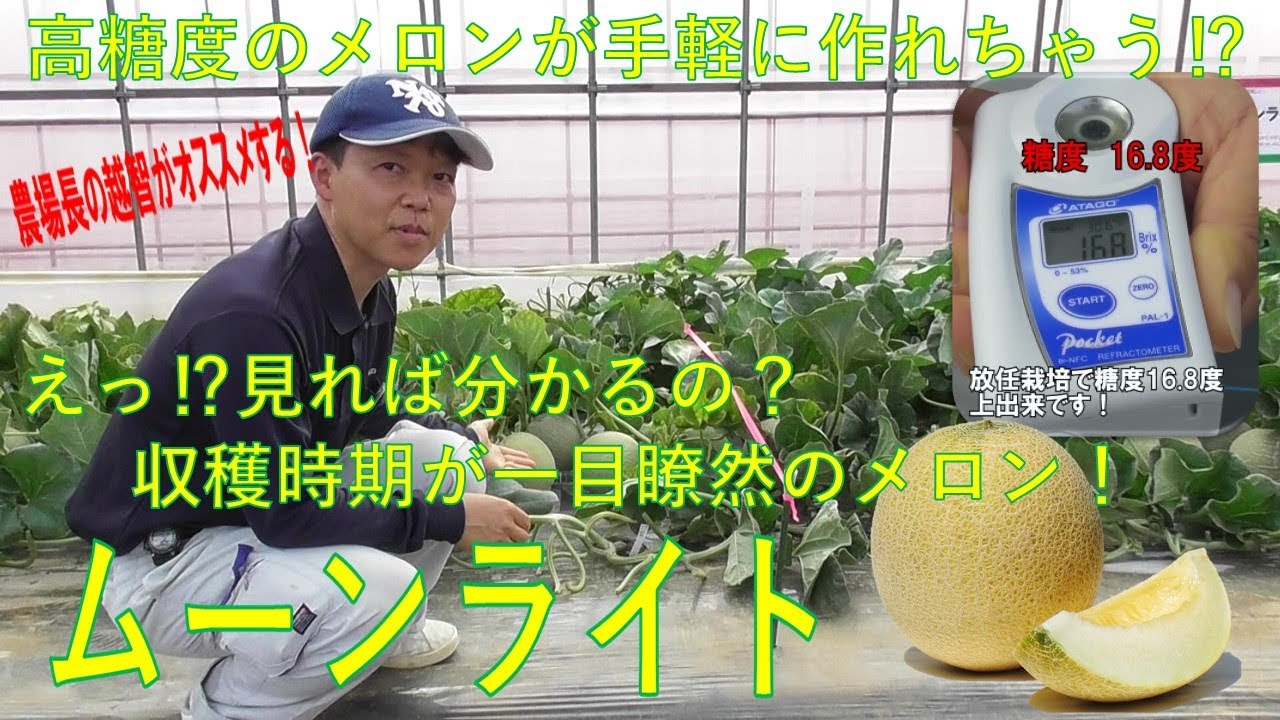 ムーンライト　高糖度ネットメロン　果皮が黄色に変わったら食べ頃のサイン！