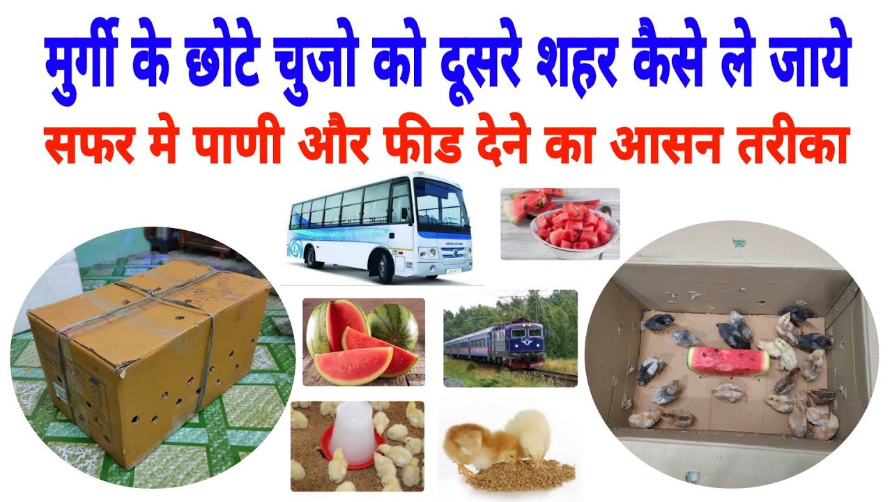 मुर्गी के चुजो को लंबे सफर मे कैसे ले जाना है | chicken chicks transport