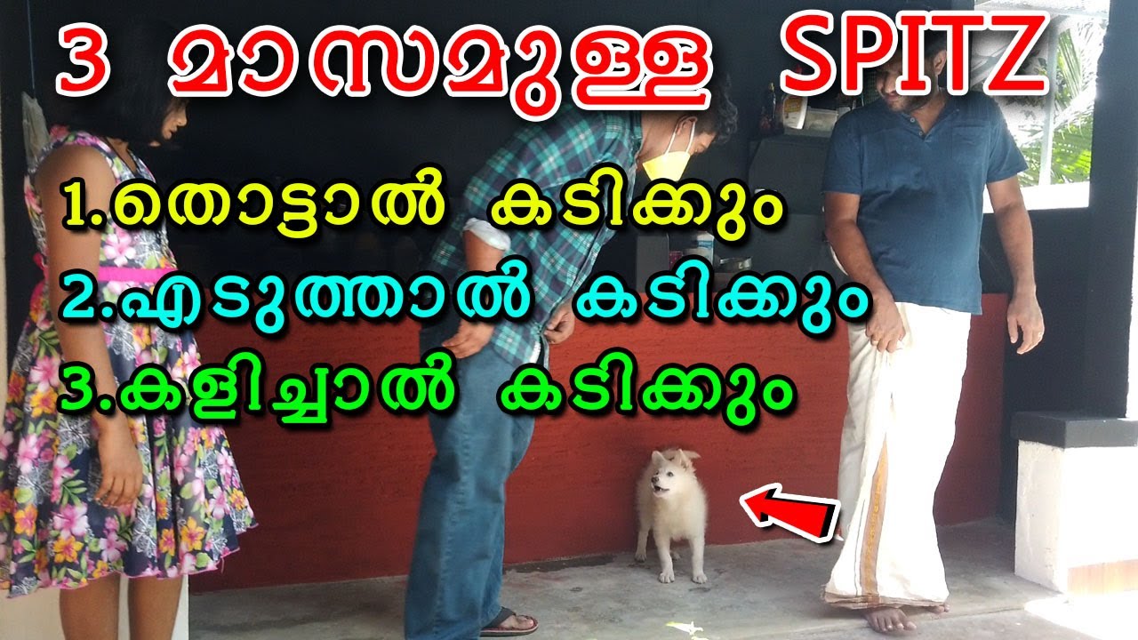 🐕🐕കുരുത്തംകെട്ട SPITZ : 3 MONTH OLD : Touch aggression : Possession aggression : biting solution
