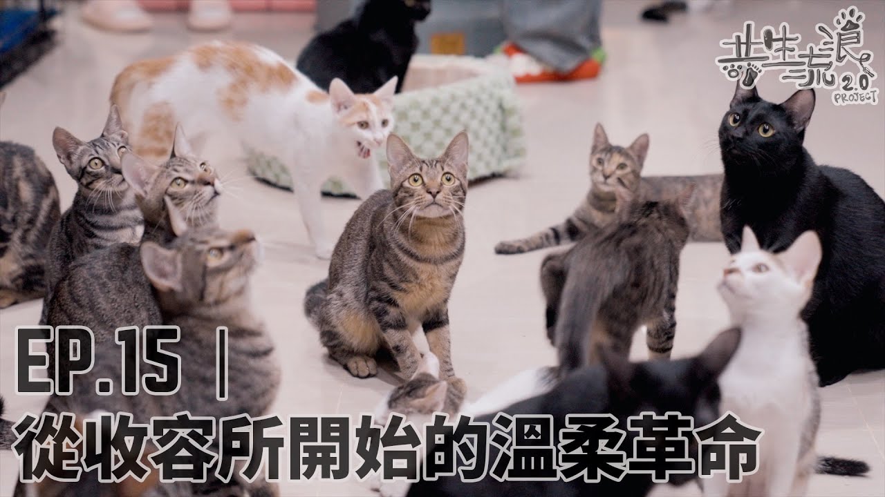共生流浪2.0計畫｜EP15 從收容所開始的溫柔革命｜志工、奶貓、貓咪、動物保護、倍力