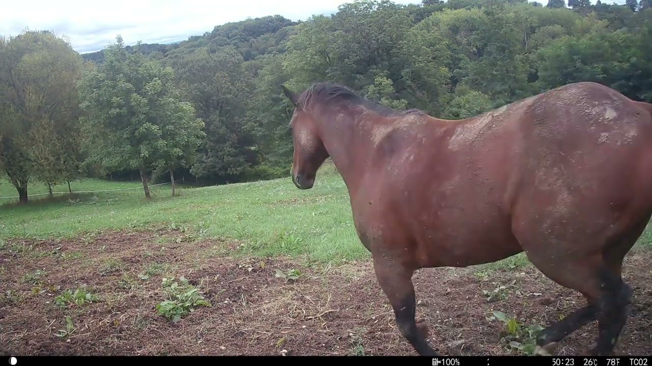 Mechanical weed control in the pastures