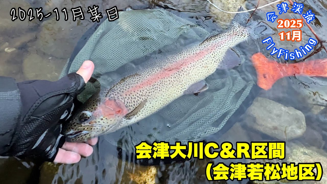【会津渓流FlyFishing】会津大川C&R区間（会津若松地区）