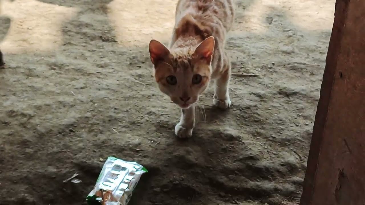 Beautiful color cat in village walidlife 