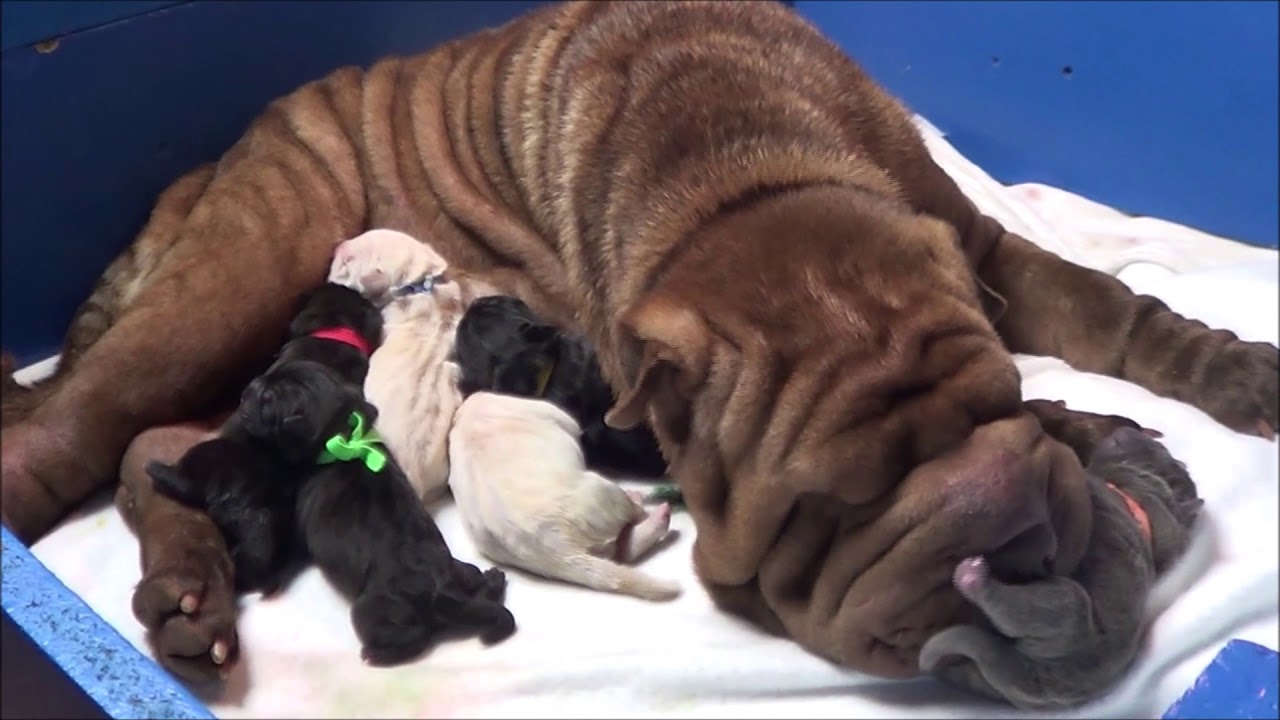 Shar Pei parto en vivo . Nacimiento cachorros azules. www.sharpei.es . Childbirth dogs puppys