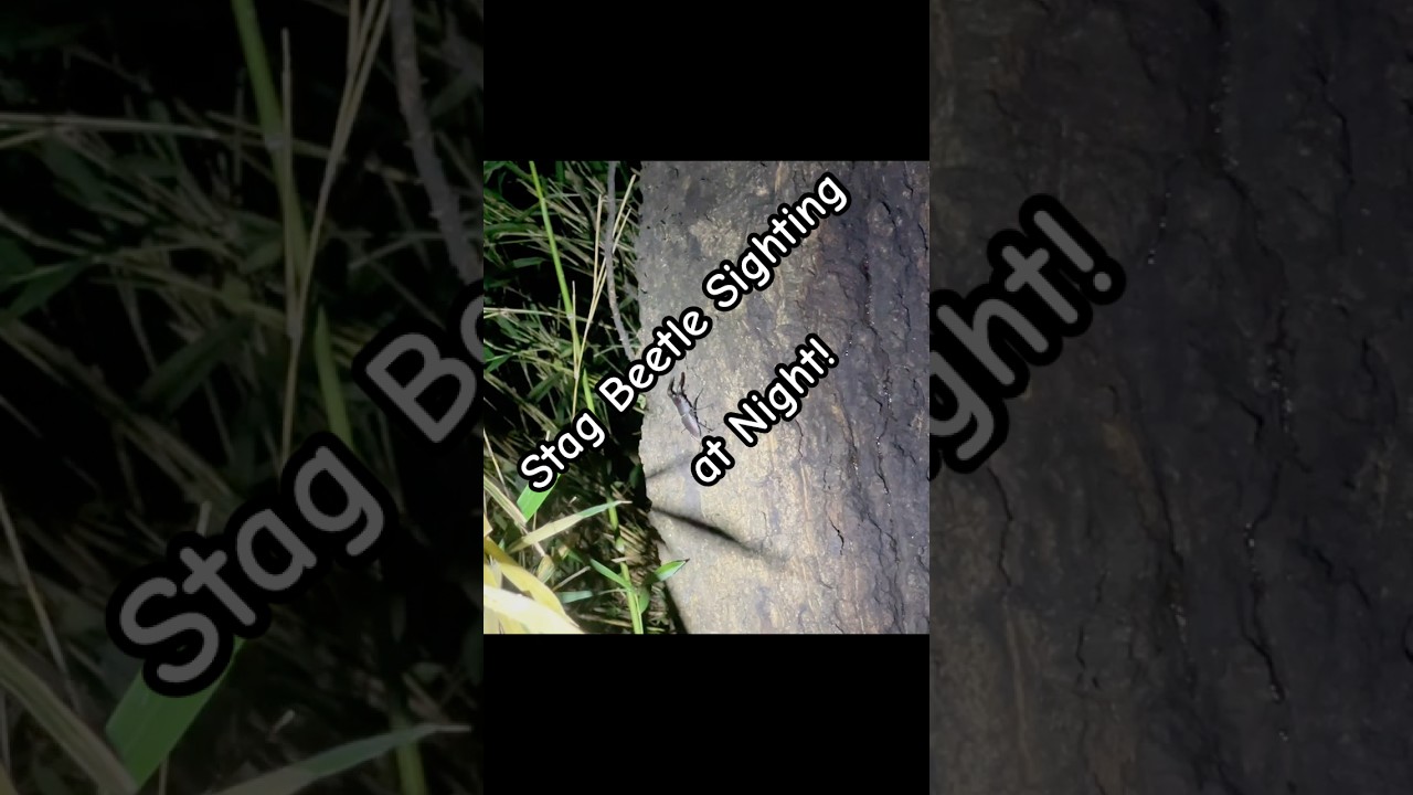 Found a Stag Beetle During a Night Drive in Japan