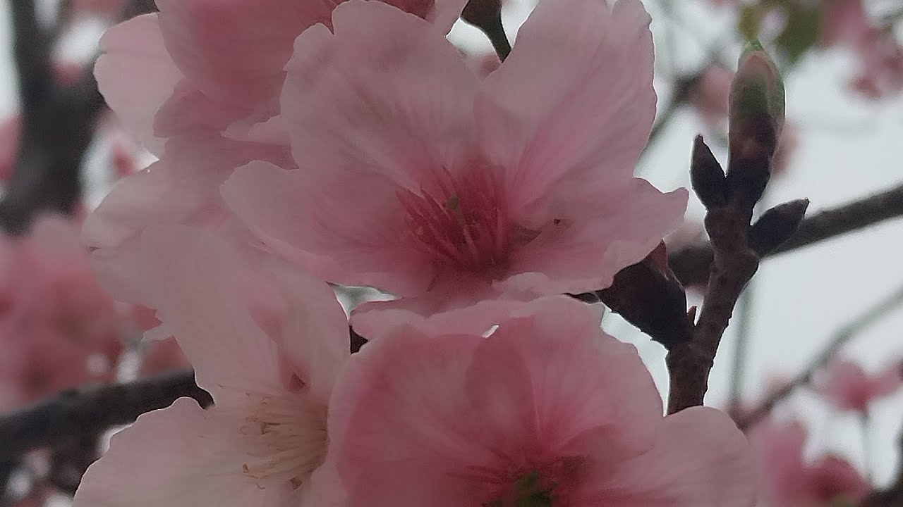 Menikmati indah nya bunga sakura di taman Heng on