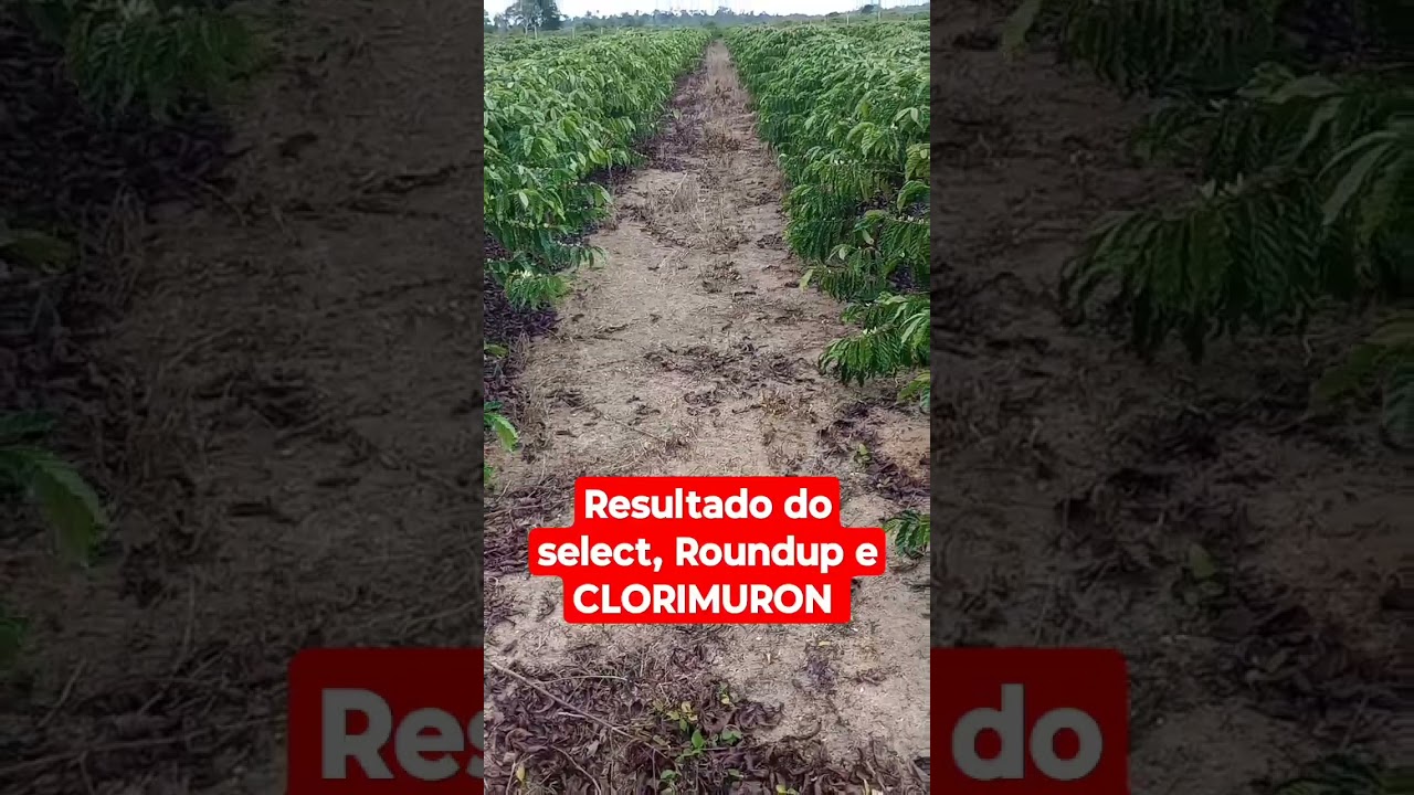 resultado do veneno mata Mato select CLORIMURON e Roundup #shorts