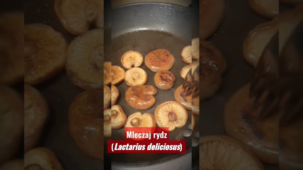 Mleczaj rydz, (Lactarius deliciosus) Frati