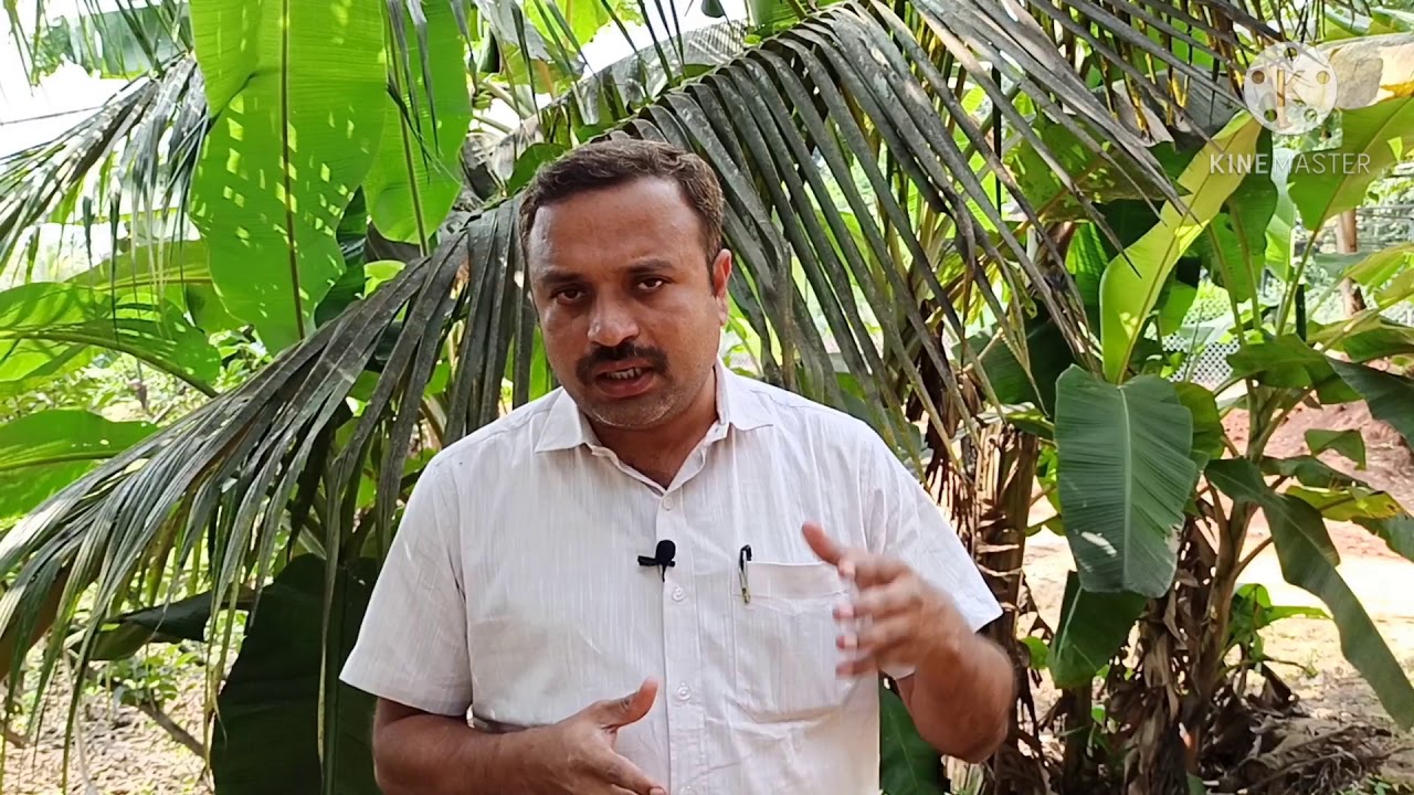 ತೆಂಗಿನ ಗರಿ ಕಪ್ಪಾಗಿದೆಯೇ? ಇಲ್ಲಿದೆ ಪರಿಹಾರ